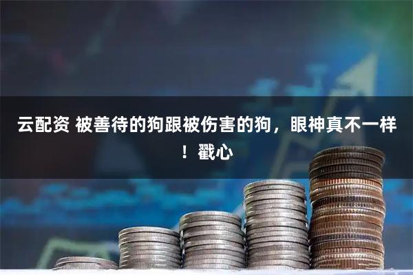 云配资 被善待的狗跟被伤害的狗，眼神真不一样！戳心