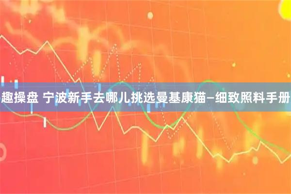 趣操盘 宁波新手去哪儿挑选曼基康猫—细致照料手册